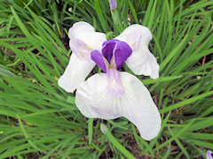 あいおい　相生