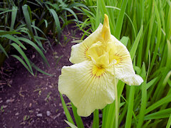 あいちのかがやき　愛知の輝