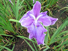 あきのいろ　秋の色