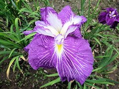 あきのにしき　秋の錦