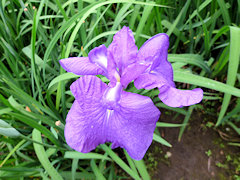 あさひまる　旭丸