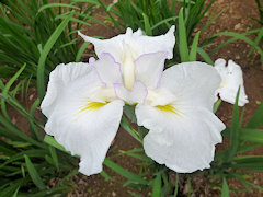 ありまがわ　有馬川