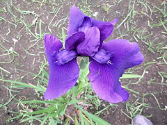 うきふね　浮舟