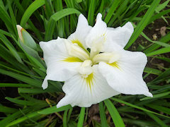 えんざんのつき　遠山の月