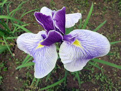 �n�i�V���E�u