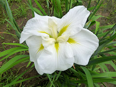 かぐらがおか　神楽岡