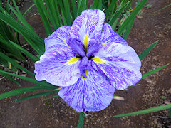 からおり　唐織