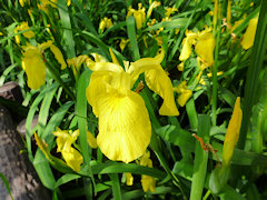 きしょうぶ　黄菖蒲
