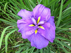 くさのいおり　草の庵