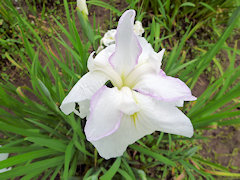 くちべに　口紅