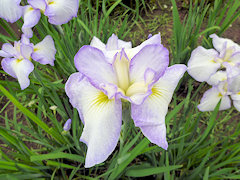 くもがくれ　雲隠