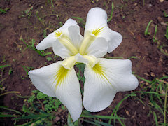 ごさんはく　五三白