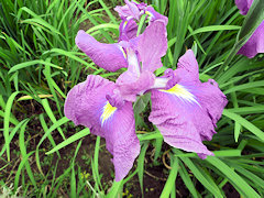 ごだいしゅう　五大州