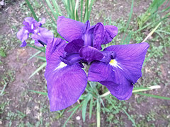 さかえむらさき　栄紫