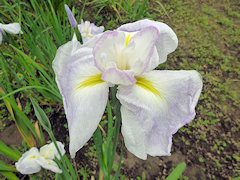 さみだれ　五月雨