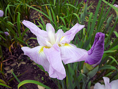 さんせきのかん　三夕の感