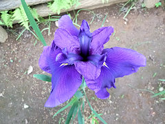 しいのほまれ　紫衣の誉