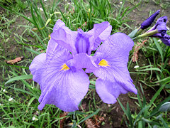 しずがいえい　賤が家居