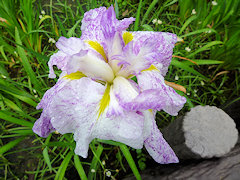 しちふくじん　七福神