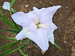 しんざんのかすみ　深山の霞