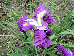 しんしょうじょう　新猩々