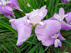 しんむらさきしきぶ　新紫式部