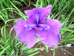 ずいそう　瑞相