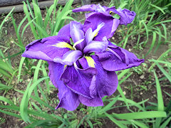 すいびじん　酔美人