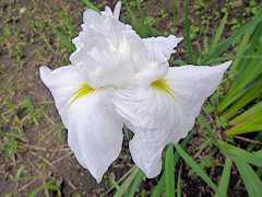 すずのき　鈴の木