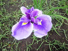 せいがくじょう　青岳城