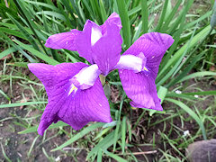 せいしょうなごん　清少納言