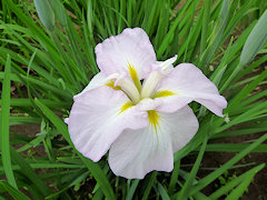 せきよう　夕陽