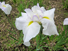 せっしゅう　雪舟