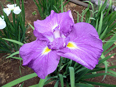 だてどうぐ　伊達道具