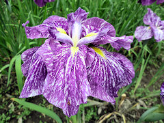 たがそで　誰が袖