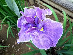 たんちょう　丹頂