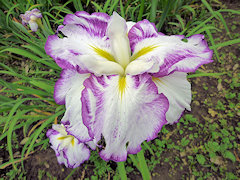 ちよづる　千代鶴