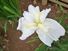 つるのけごろも　鶴の毛衣