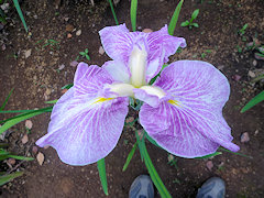 でわのあけぼの　出羽の曙