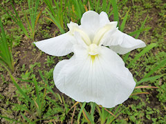 ともづる　友鶴