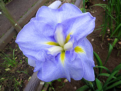 とろのひかり　瀞の光