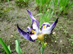 ながいたかのつめ　長井鷹の爪