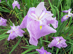 なぎさのあし　江の葦