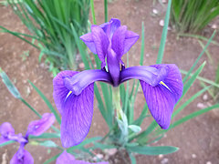 のはなしょうぶ　野花菖蒲