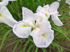 はくちょう　白鳥