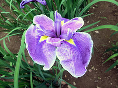 はつあおい　初葵