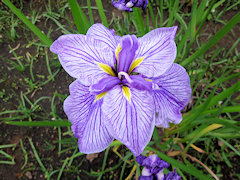 はなやっこ　花奴