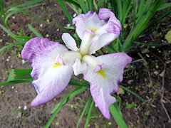 はまなのかぜ　浜名の風