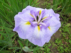 はるのなごり　春の名残