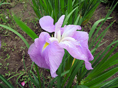 はるのゆき　春の雪